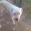 BLANCO - 4 anni (nato indicativamente a Gennaio del 2021)  - Simil Dogo Argentino  - Taglia: Media   Foto 4
